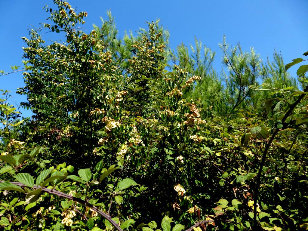 Paliurus spina-christi  (Rhamnaceae)